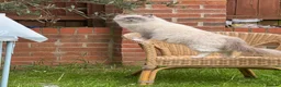 Mixed Breed cats for sale: Ragdoll cross kittens friends - Advert 19