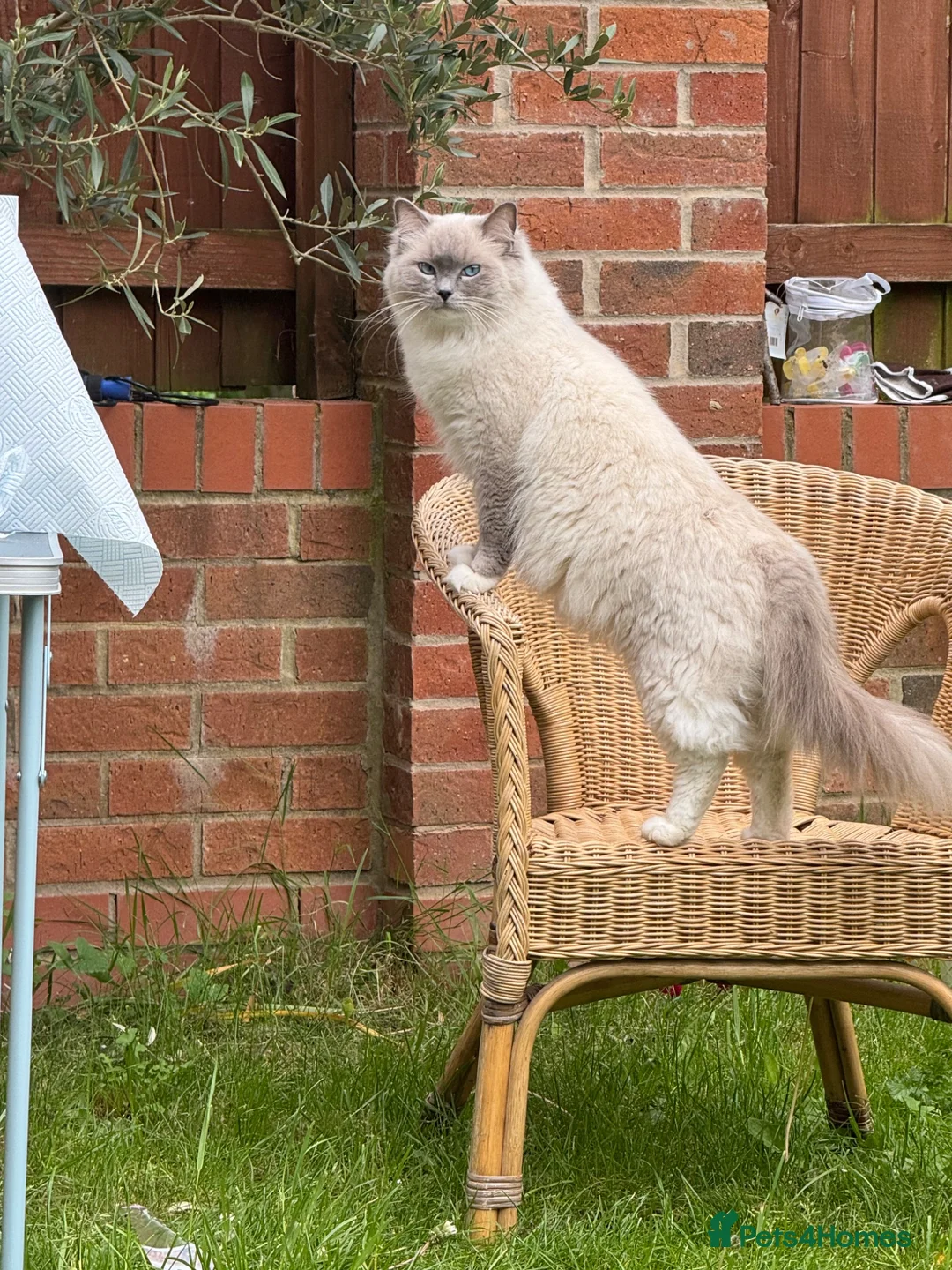 Mixed Breed cats for sale: Ragdoll cross kittens friends - Advert 19