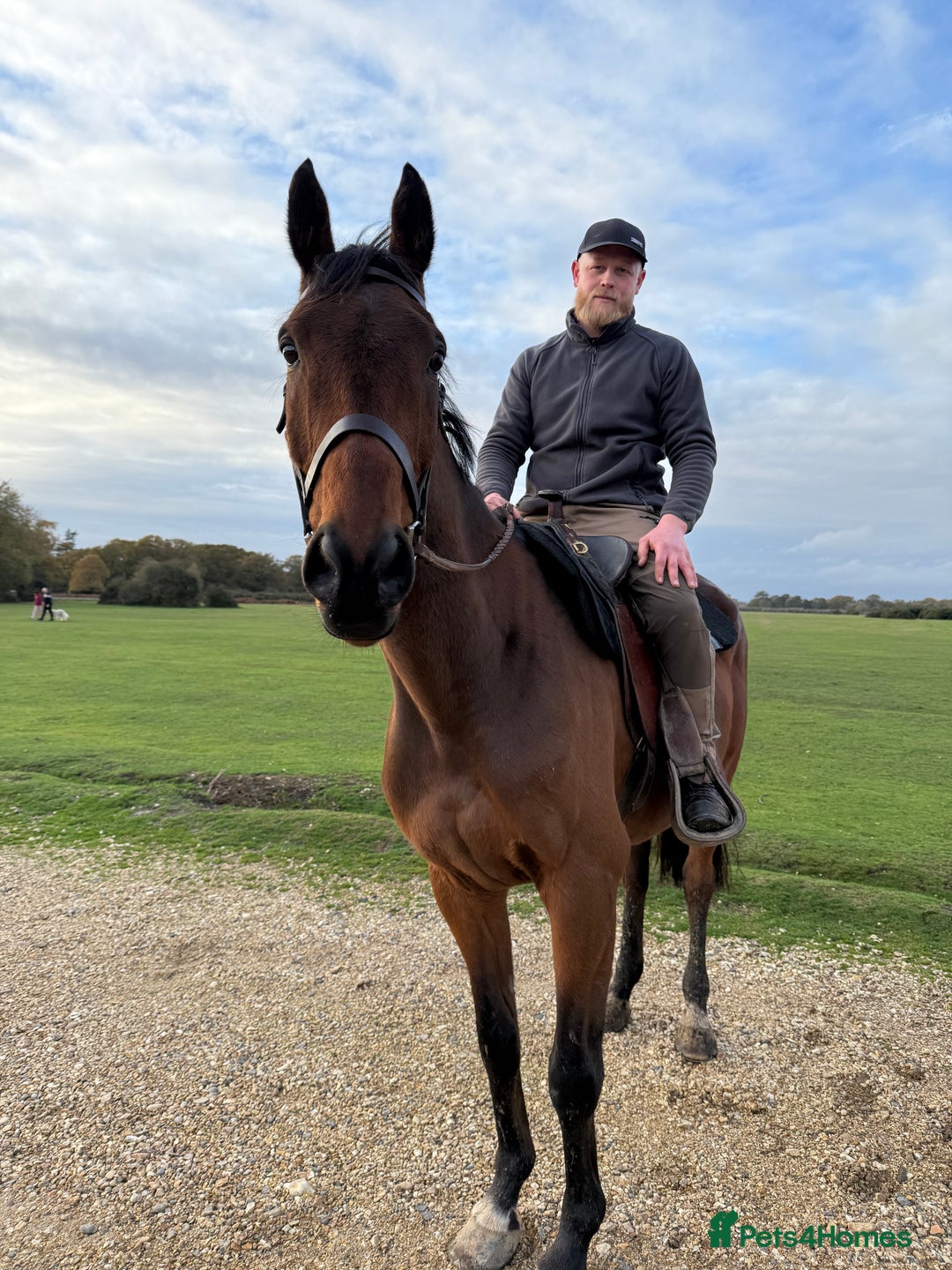 Irish Thoroughbred horses for sale: Easy Going Gelding  - Image 6