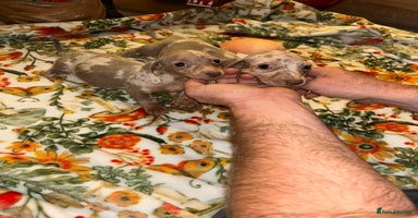 Miniature Dachshund dogs - Advert 14