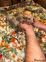 Miniature Dachshund dogs - Advert 14