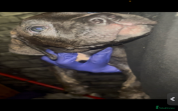 Presa Canario dogs for sale: Beautiful presa canario puppies!! - Advert 21