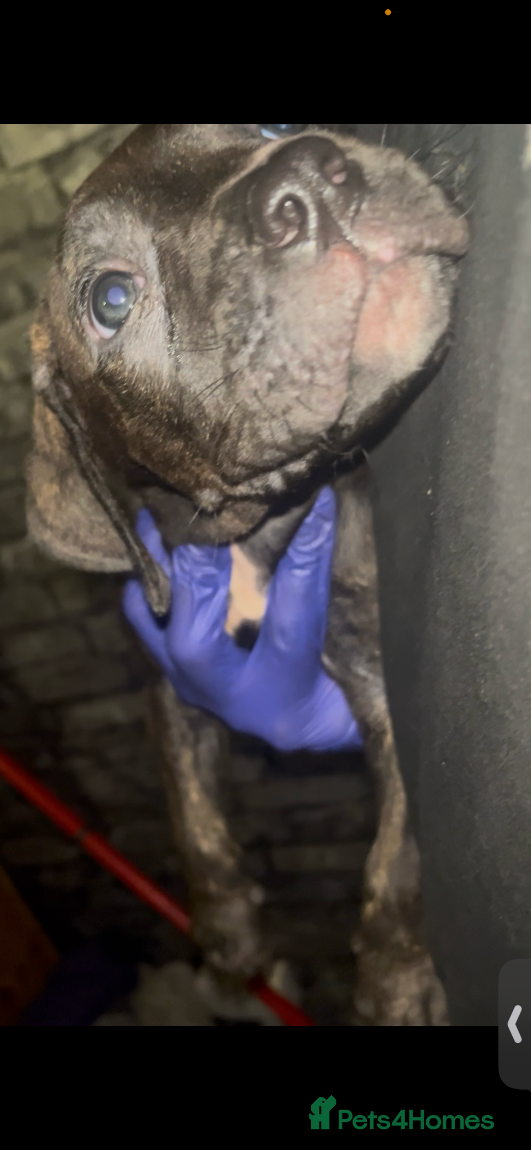 Presa Canario dogs for sale: Beautiful presa canario puppies!! - Advert 21