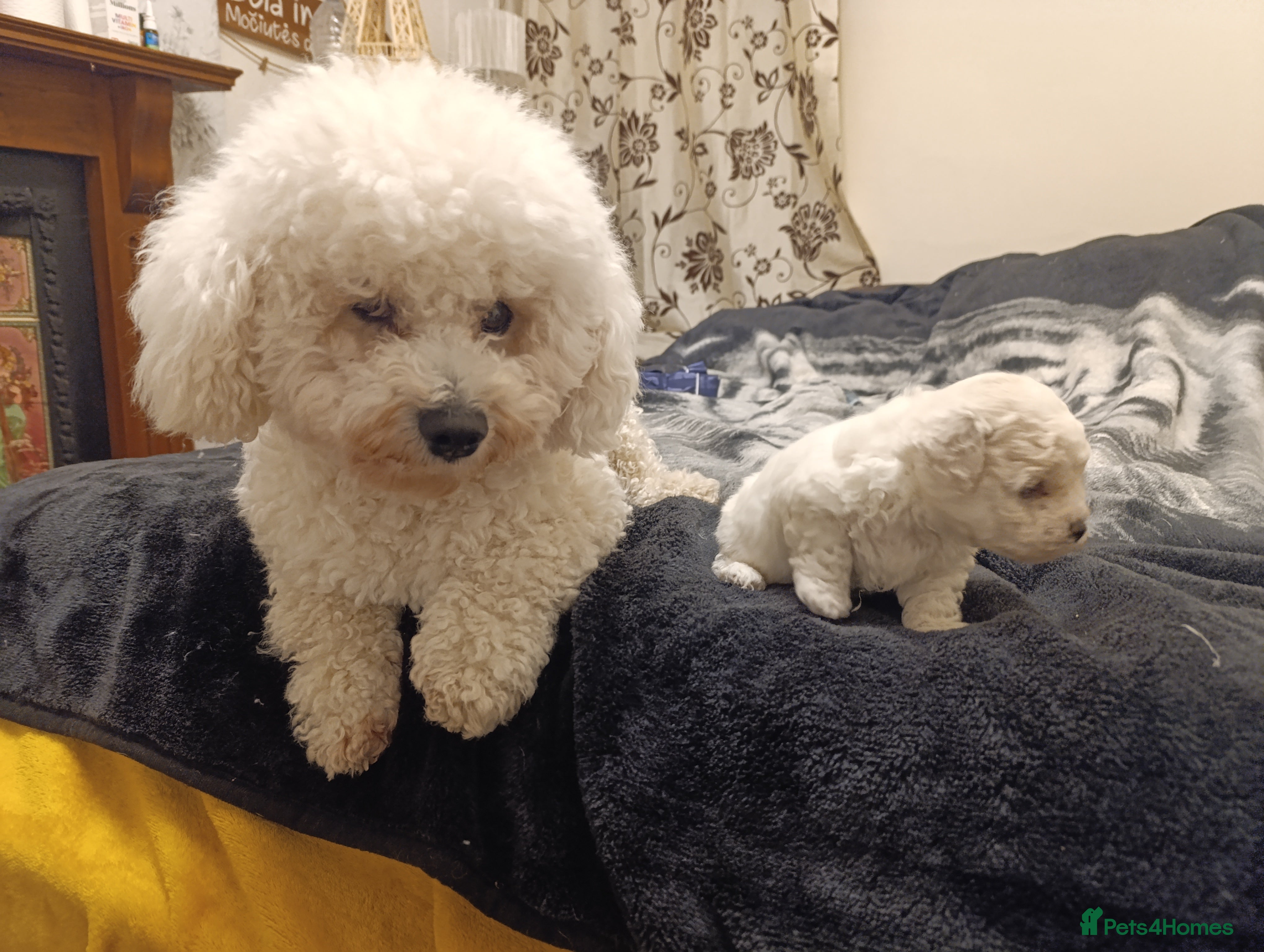 Bichon Frise dogs BISHON FRISE - Advert 1