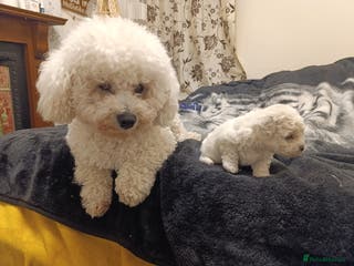 Bichon Frise dogs BISHON FRISE - Advert 1