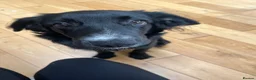 Jackapoo dogs for sale: Rocky  - Advert 3