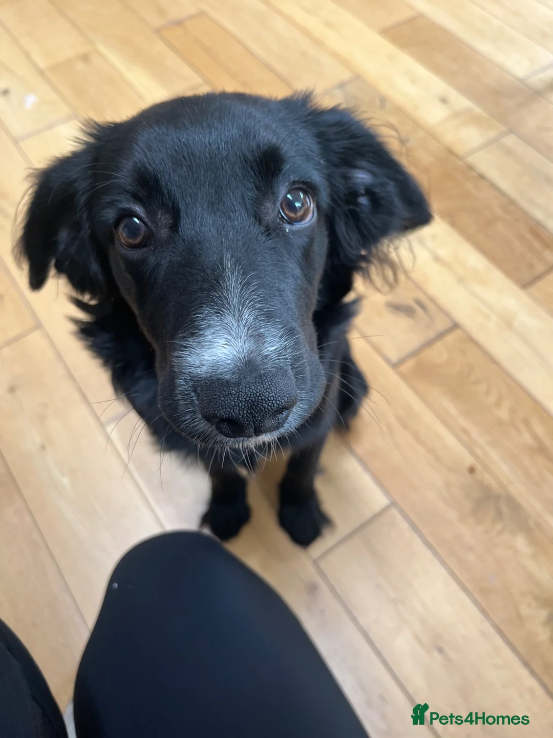 Jackapoo dogs for sale: Rocky  - Advert 3