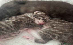 British Shorthair cats for sale: Beautiful boys looking for homes - Image 10