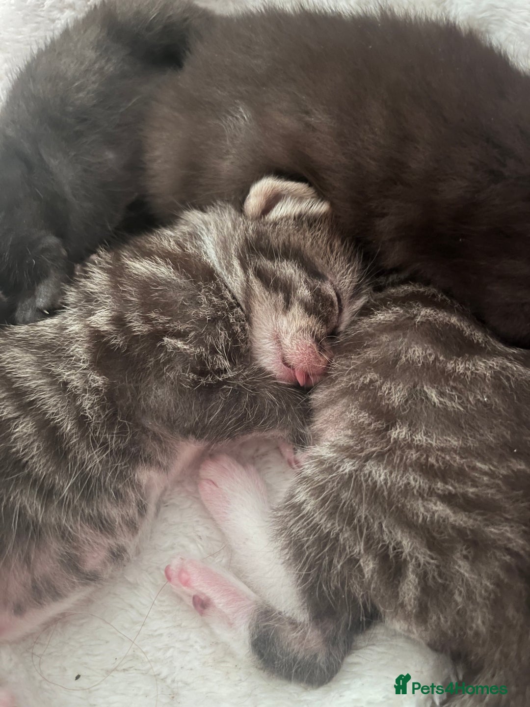British Shorthair cats for sale: Beautiful boys looking for homes - Image 10