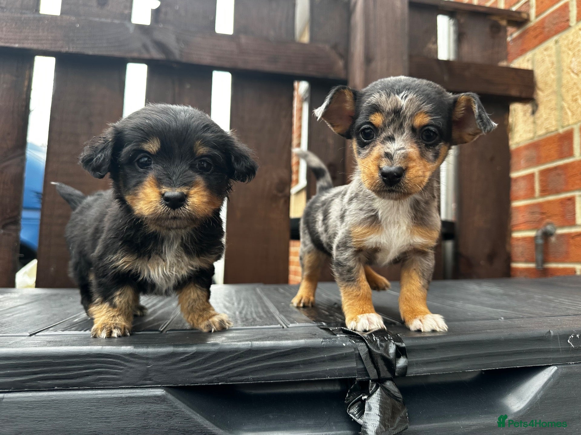 Dachshund dogs for sale: Jackshund puppies looking for a place to call home - Advert 1