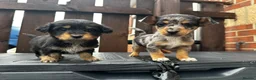 Dachshund dogs for sale: Jackshund puppies looking for a place to call home - Advert 1