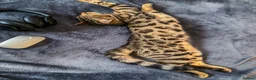 Bengal cats for sale: Handsome Bengal Cat Looking For A Loving Home - Advert 4