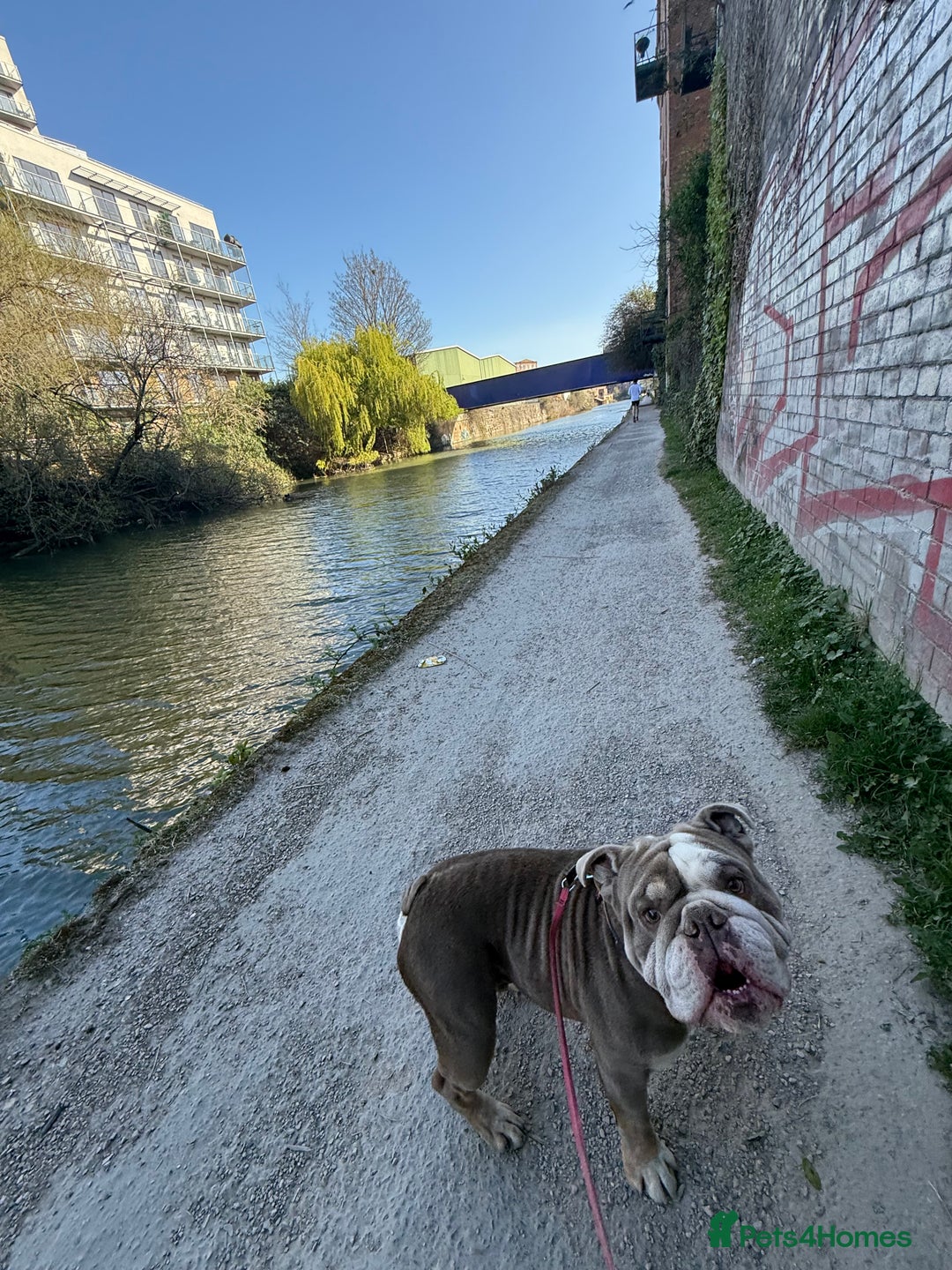 English Bulldog dogs for sale: Roofus - the most amazing boy - Image 2