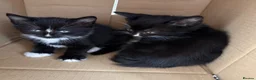 Mixed Breed cats for sale: Gorgeous kittens in Brierley Hill - Advert 6