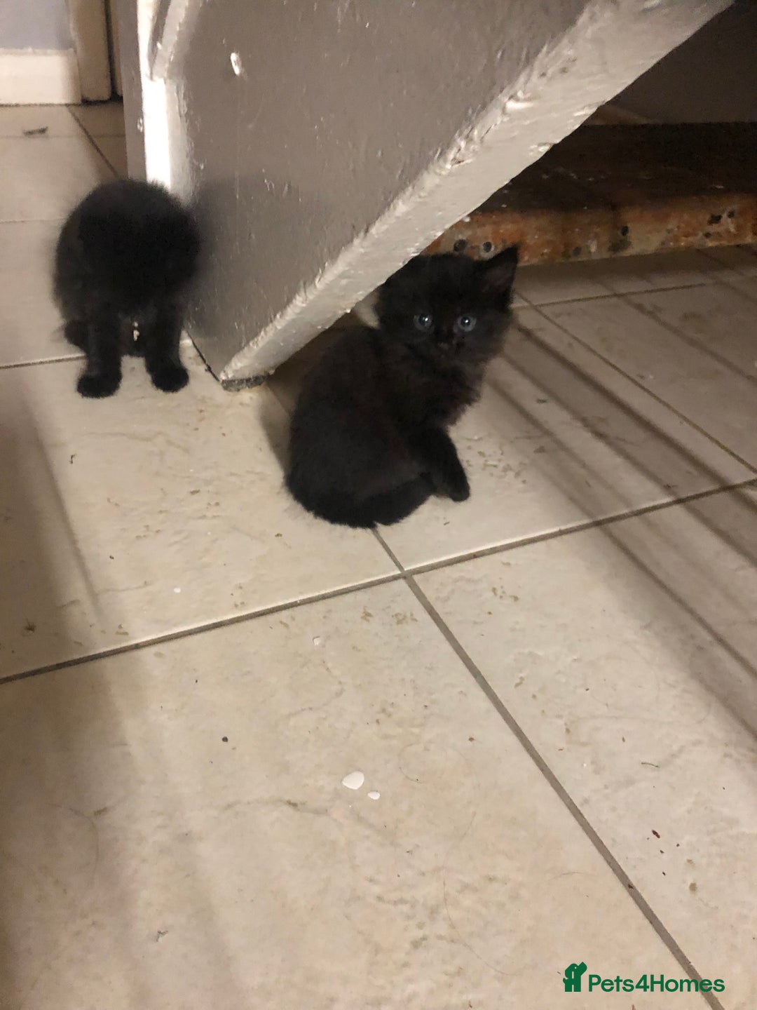 Mixed Breed cats for sale: Lucy’s babies - Image 1