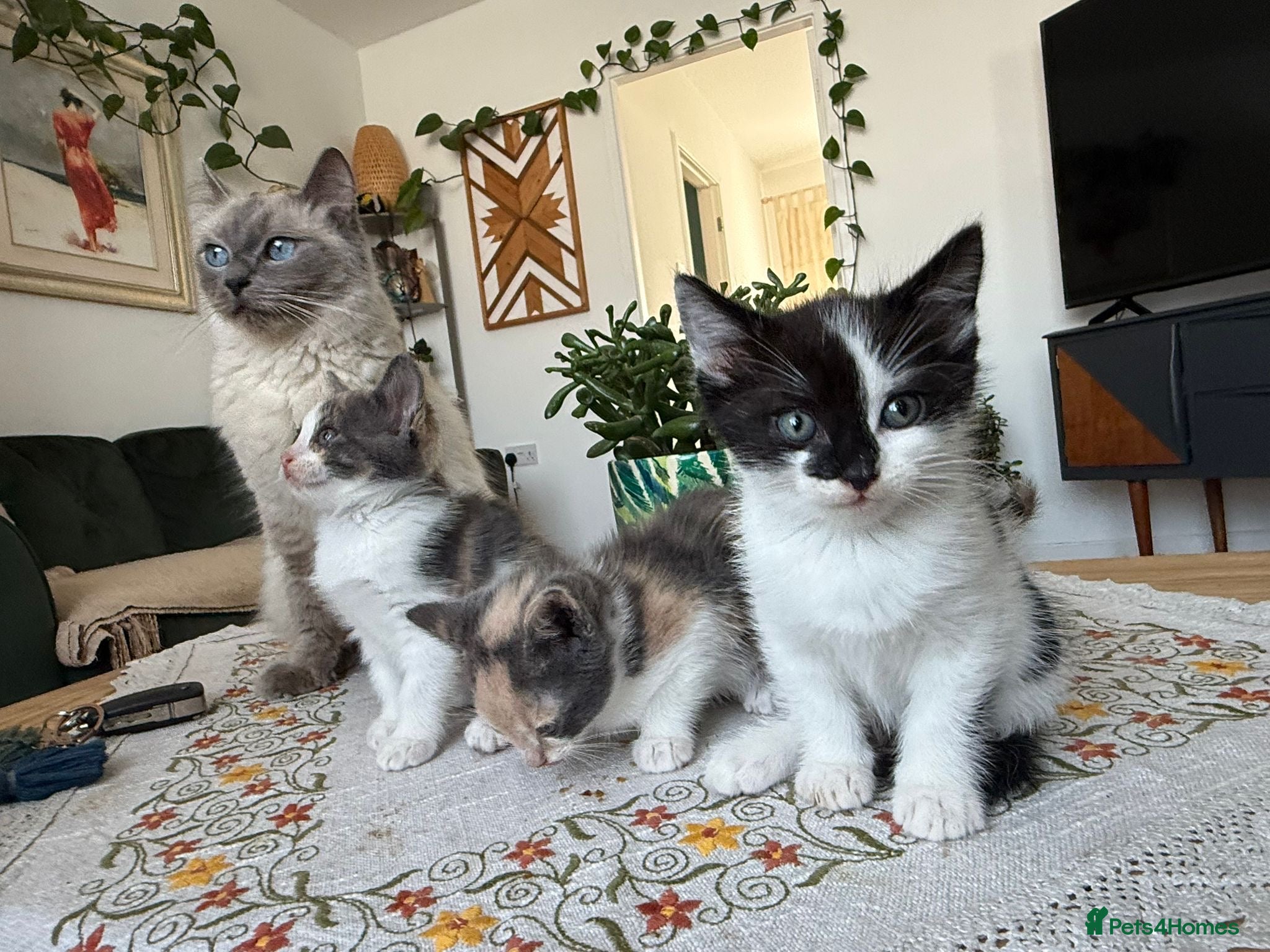 Ragdoll cats 3 Beautiful ragdoll mix for Sale – 1 Boy & 2 Girls - Advert 12
