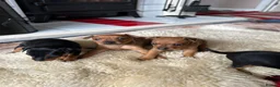 Miniature Pinscher dogs for sale: KC REG MINIATURE PINSCHER PUPPIES in Middlesbrough - Advert 7