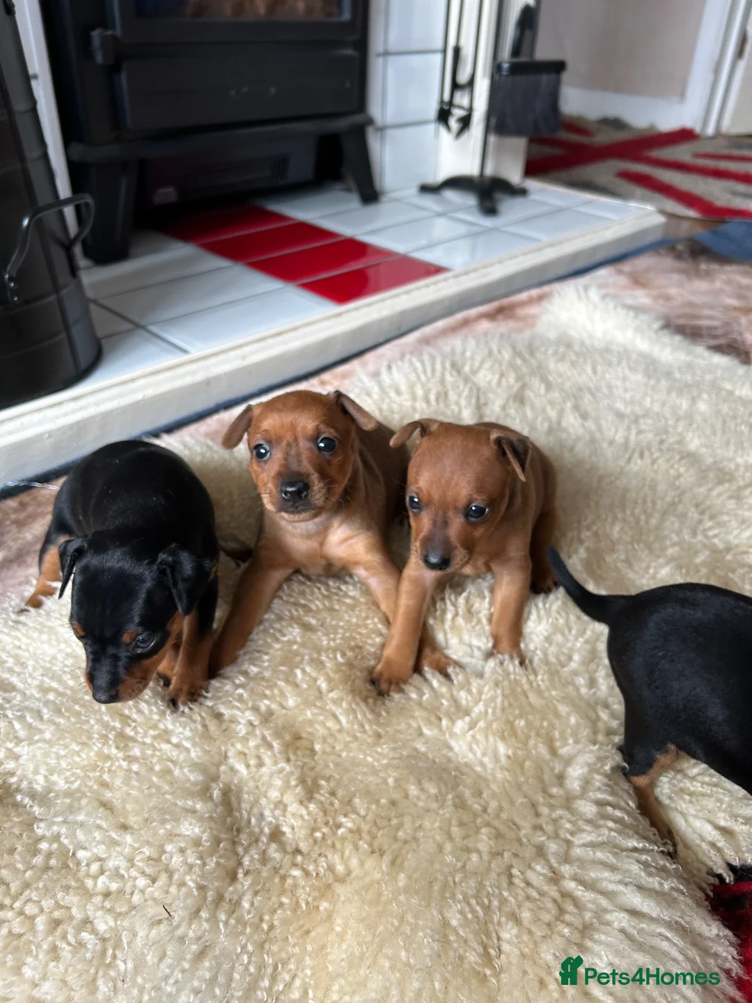 Miniature Pinscher dogs for sale: KC REG MINIATURE PINSCHER PUPPIES in Middlesbrough - Advert 7