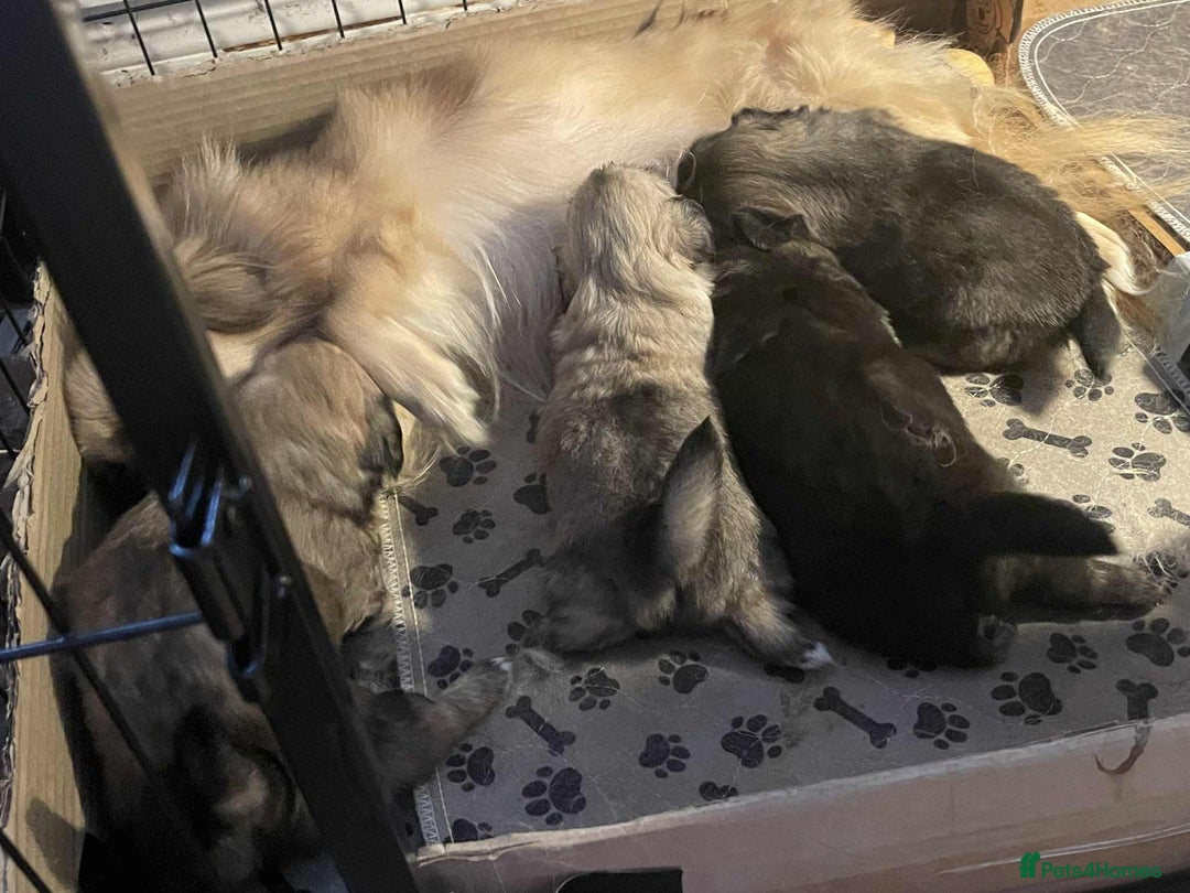 Tibetan Spaniel dogs for sale: Tibetan Spaniel Show type  - Image 1