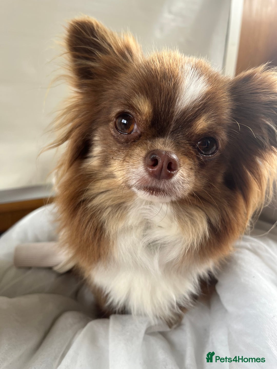 Chihuahua dogs for sale: Beautiful Longcoat Chocolate Chihuahuas - Advert 3