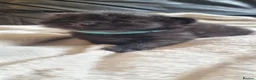 Domestic Shorthair cats for sale: Adorable Kittens For Sale - Advert 9