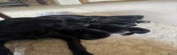 Labrador Retriever dogs for sale: Exceptionally health tested KC pups - Advert 3