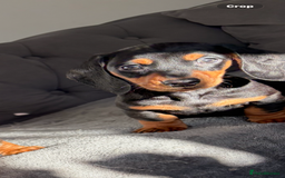 Miniature Dachshund dogs for sale: Miniature dachshund puppies  - Advert 1