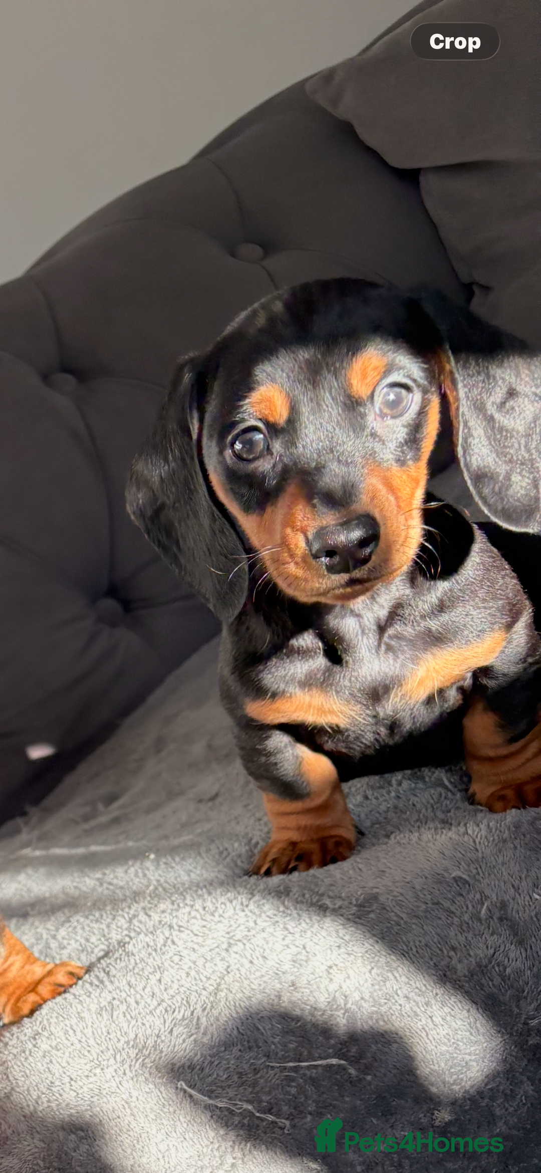 Miniature Dachshund dogs for sale: Miniature dachshund puppies  - Advert 1