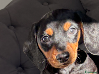 Miniature Dachshund dogs Miniature dachshund puppies - Advert 1