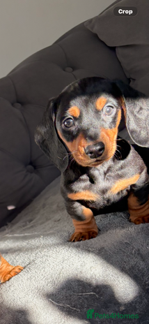 Miniature Dachshund dogs Miniature dachshund puppies - Advert 1