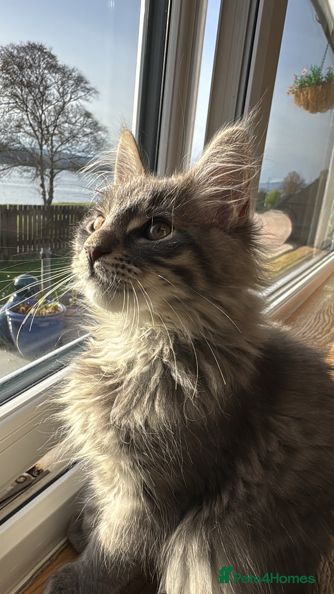 Maine Coon cats for sale: Beautiful XXL Maine Coon Boy 3 Months Old  - Advert 14