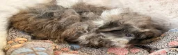 Guinea Pig rodents for sale: LOVELY BABY GUINEA PIGS - Advert 2