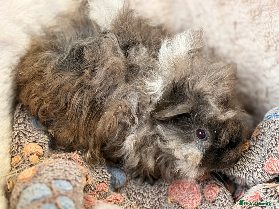 Guinea Pig rodents for sale: LOVELY BABY GUINEA PIGS - Advert 2