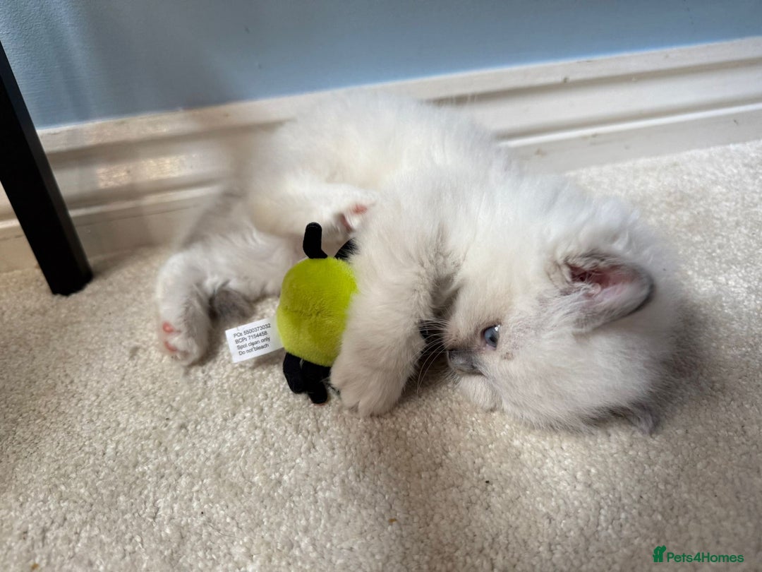 Ragdoll cats for sale:  gccf blue mitted girl champion lines 1 left  - Image 12