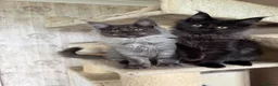 Maine Coon cats for sale: Tica registered black smoked male Maine coon - Advert 11