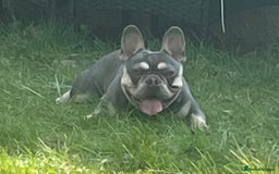 French Bulldog dogs for sale: French Bulldogs looking for FOREVER LOVING HOMES - Image 1