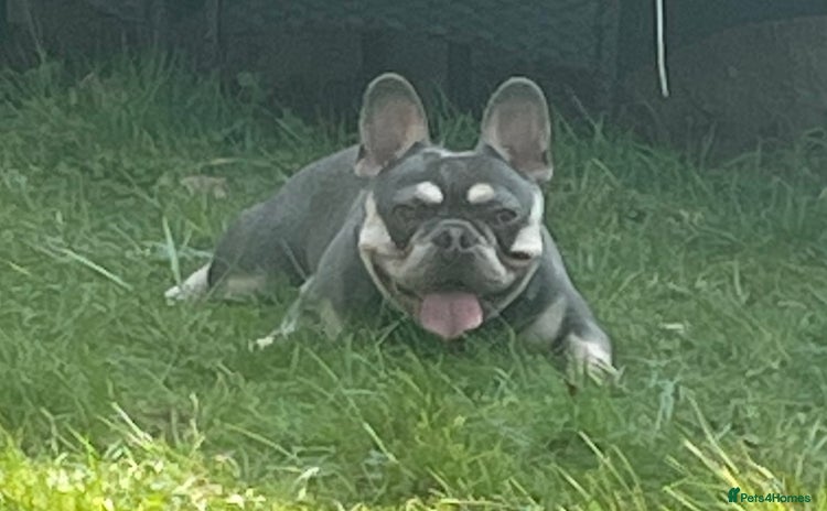 French Bulldog dogs - Advert 2