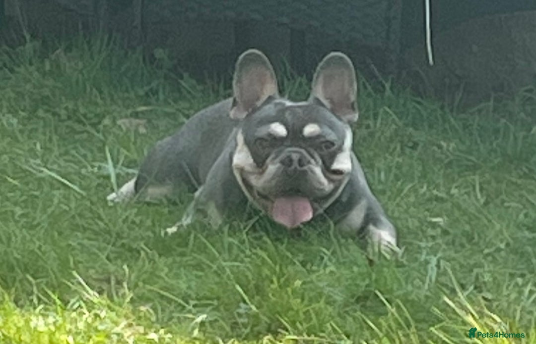 French Bulldog dogs for sale: French Bulldogs looking for FOREVER LOVING HOMES - Image 1