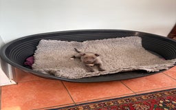 Whippet dogs for sale: Blue Whippet Puppy - Image 4