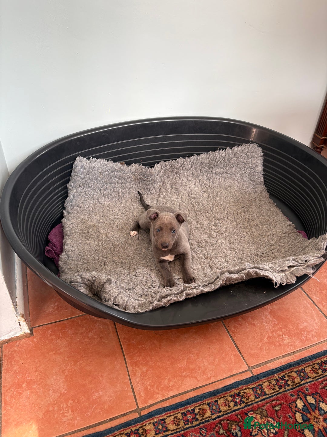 Whippet dogs for sale: Blue Whippet Puppy - Image 4