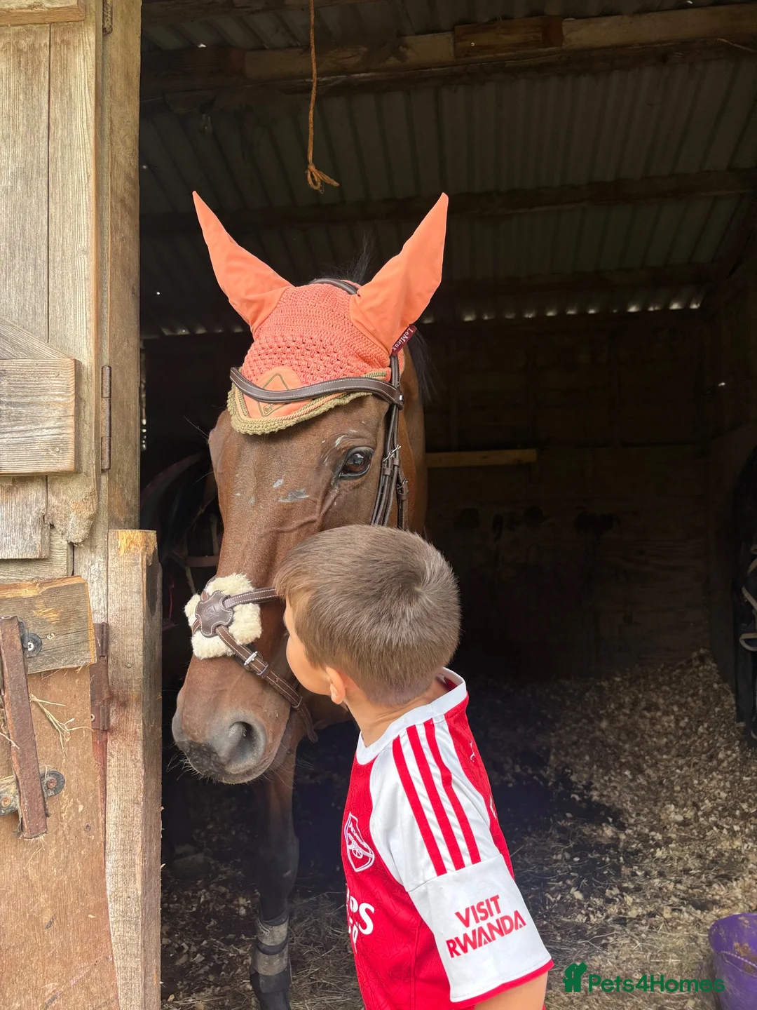 English Thoroughbred horses for sale: A real confidence giver  - Advert 11