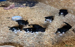 Mixed Breed dogs for sale: Collie cross huntaway puppies - Image 4
