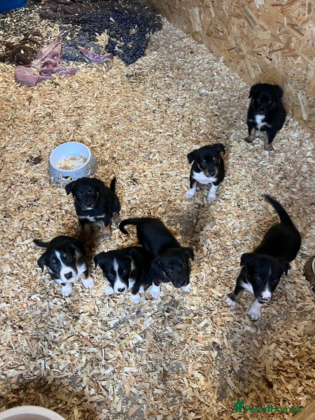 Mixed Breed dogs for sale: Collie cross huntaway puppies - Image 4