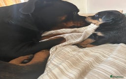 Rottweiler dogs for sale: Chunky Rottweilers for Sale - Image 24