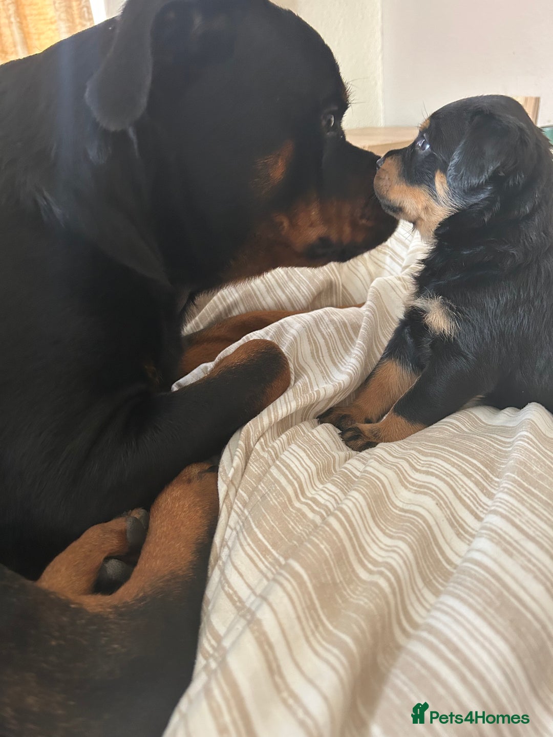 Rottweiler dogs for sale: Chunky Rottweilers for Sale - Image 24
