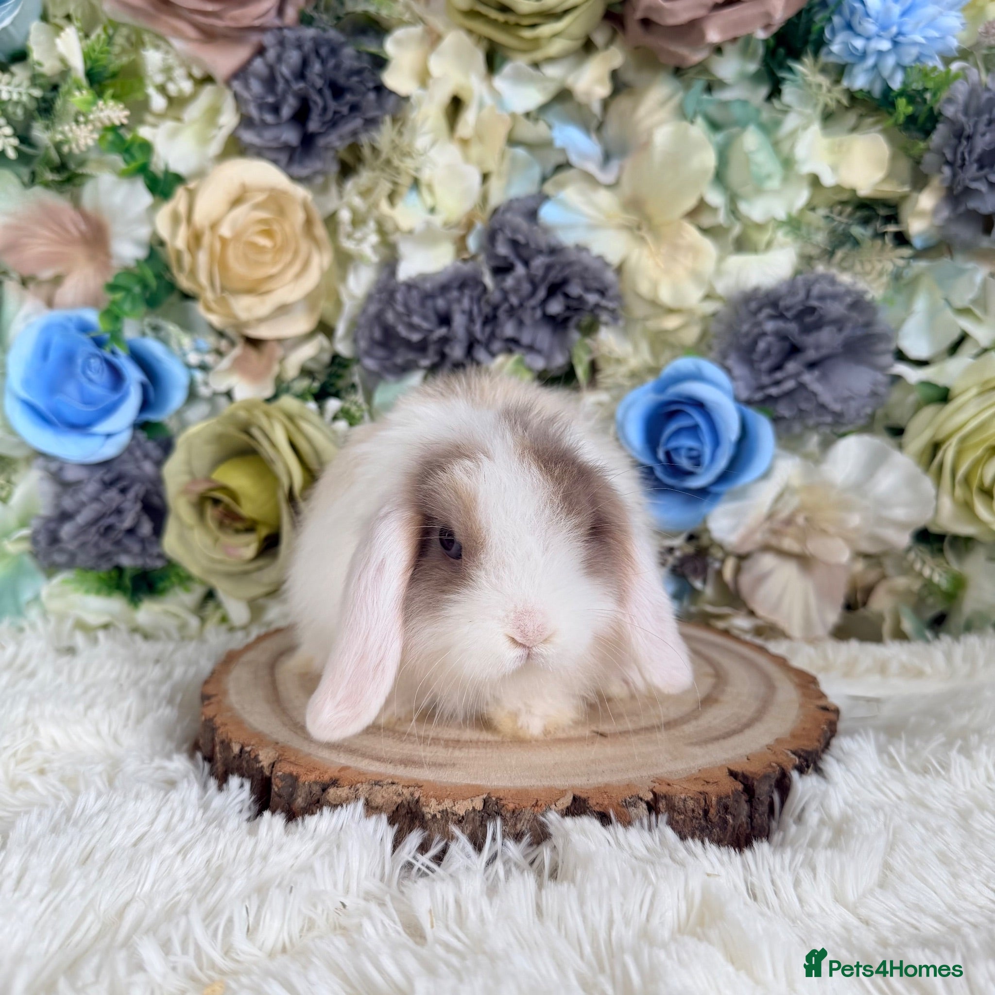 Mini Lop rabbits 🤍 Vaccinated Purebred Mini Lop 🤍  - Advert 2