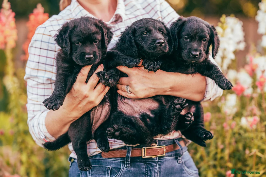 Labradoodle dogs for sale: Ready now! F2 Miniature double doodles - Advert 1