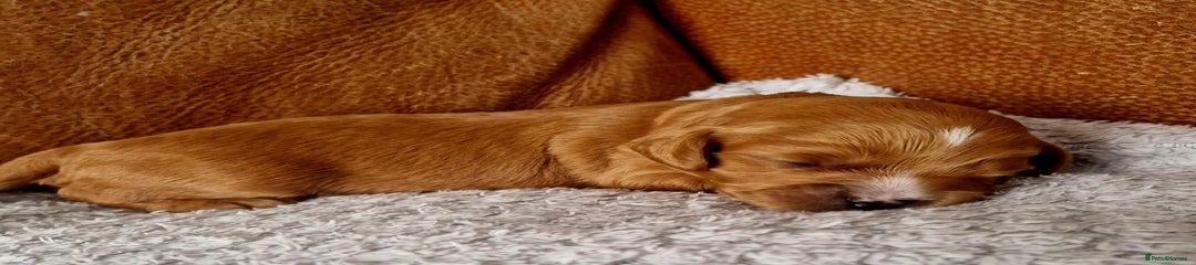Orange collar (girl)