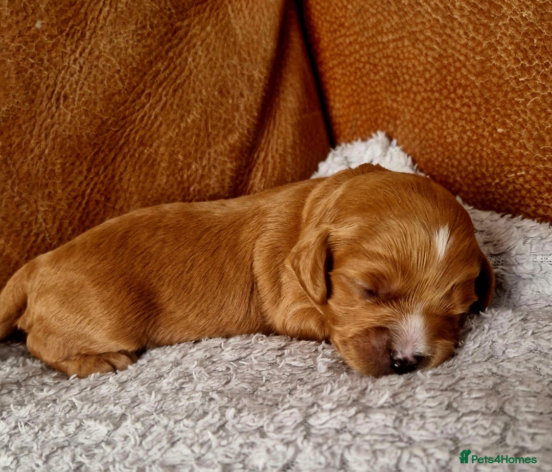 Mixed Breed dogs for sale: Cavapoo/cockapoo, ready September £1250. Cardiff - Image 19