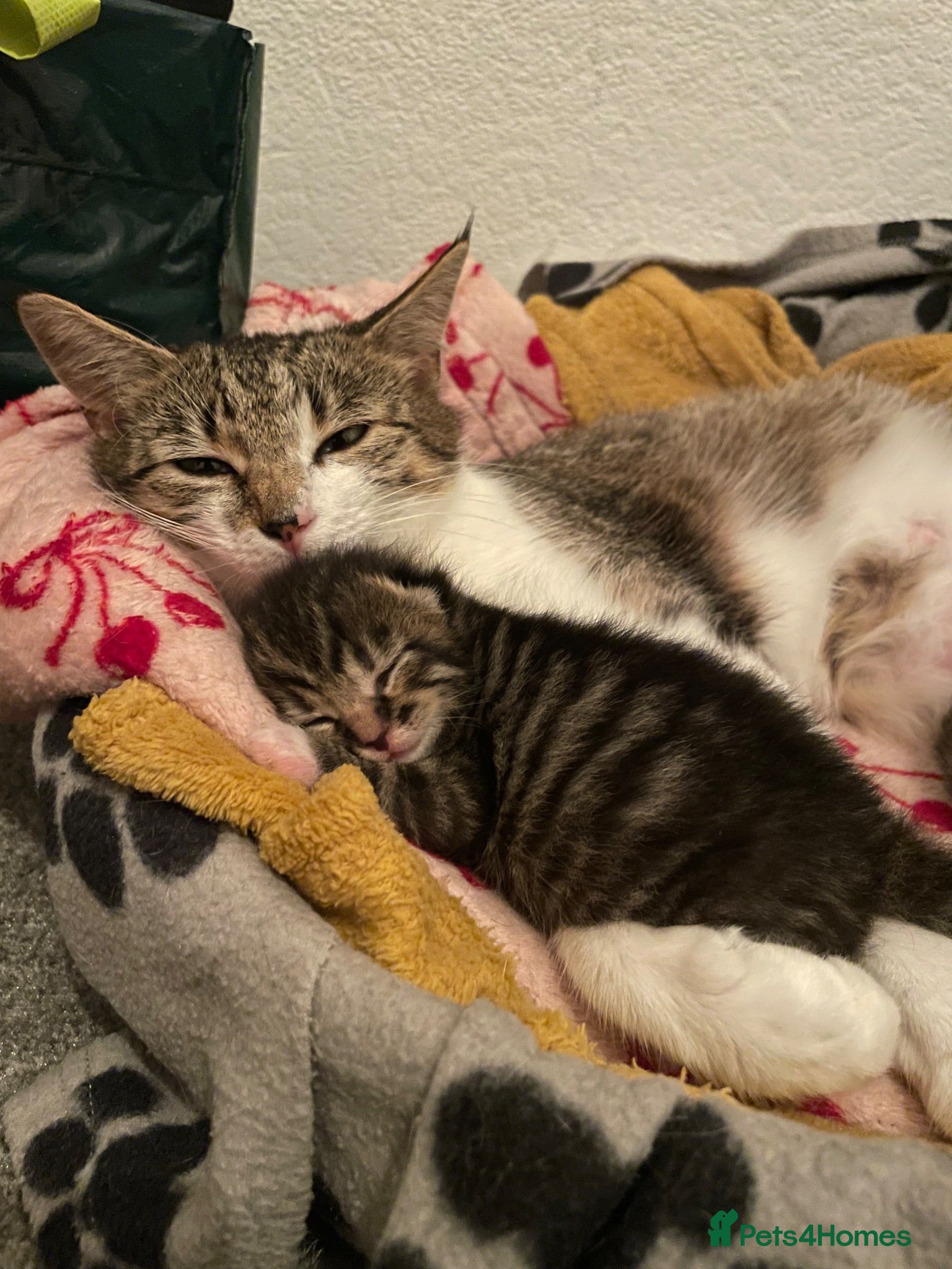 Domestic Shorthair cats beautiful male kitten for sale - Advert 2